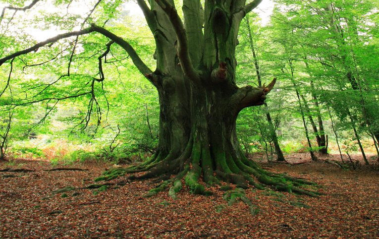 tree roots grounding