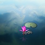 Pink lotus in water lake a waterlily Lotus emerges over water