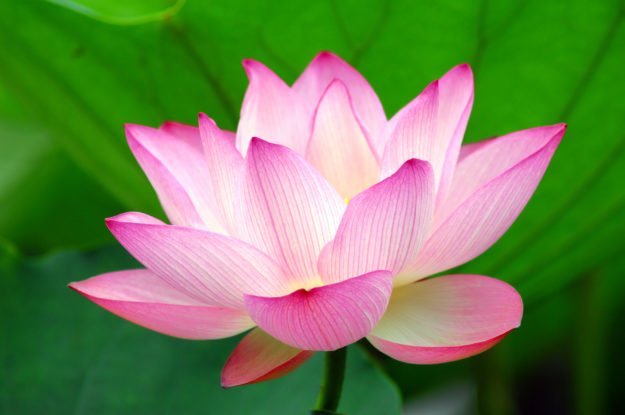 blooming lotus flower