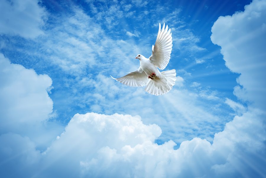 Dove in the air over cloudy sky concept of religion and peace. 