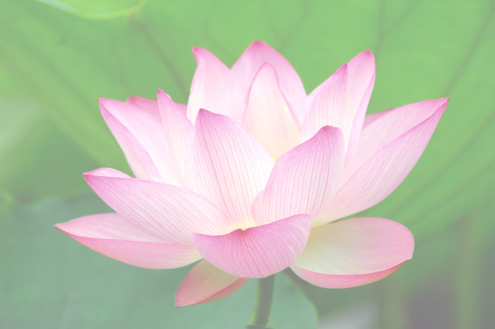 lotus flower