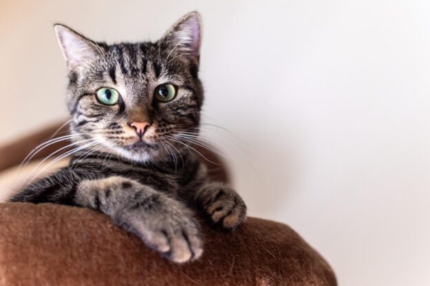 cat for blog